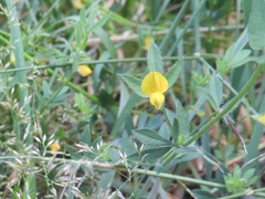 Lotus angustissimus