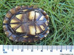 Kinosternon creaseri