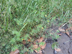 Lotus angustissimus