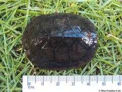 Kinosternon creaseri