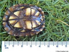 Kinosternon creaseri