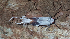 Lystra pulverulenta