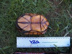 Kinosternon creaseri