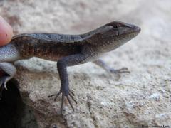 Sceloporus chrysostictus