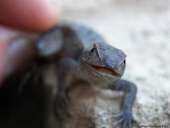 Sceloporus chrysostictus