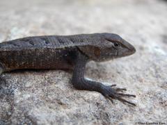 Sceloporus chrysostictus