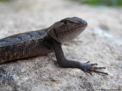 Sceloporus chrysostictus