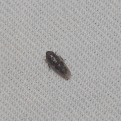 Deltocephalini