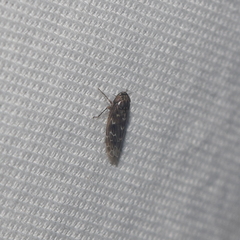 Deltocephalini