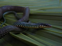 Drymobius margaritiferus margaritiferus