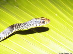 Drymobius margaritiferus margaritiferus