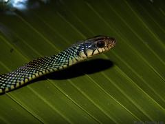 Drymobius margaritiferus margaritiferus