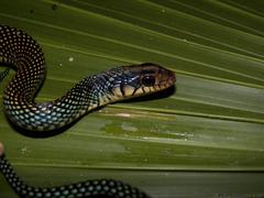 Drymobius margaritiferus margaritiferus