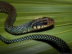 Drymobius margaritiferus margaritiferus