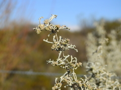 Atriplex lampa
