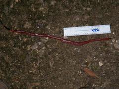 Micrurus diastema alienus