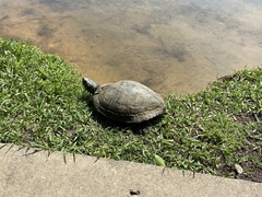 Trachemys scripta elegans