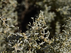 Atriplex lampa