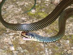 Drymobius margaritiferus margaritiferus