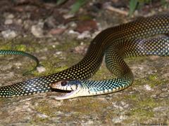 Drymobius margaritiferus margaritiferus