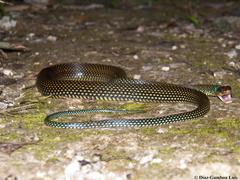 Drymobius margaritiferus margaritiferus