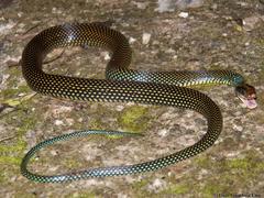 Drymobius margaritiferus margaritiferus