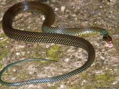 Drymobius margaritiferus margaritiferus