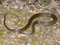 Drymobius margaritiferus margaritiferus