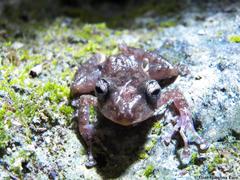 Craugastor yucatanensis