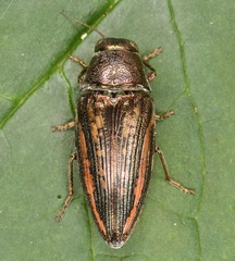Buprestis lineata