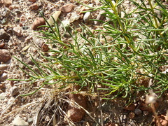 Senecio subulatus erectus