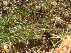 Senecio subulatus erectus