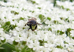 Hylaeus annulatus
