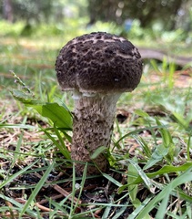 Strobilomyces strobilaceus image