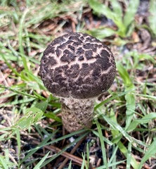 Strobilomyces strobilaceus image