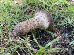 Strobilomyces strobilaceus image