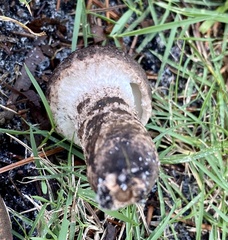 Strobilomyces strobilaceus image
