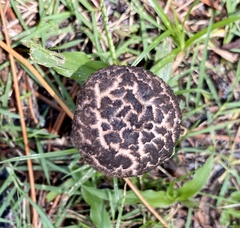 Strobilomyces strobilaceus image