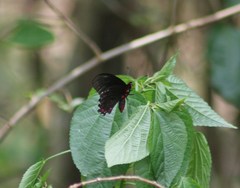 Mimoides phaon phaon
