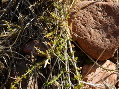 Acantholippia seriphioides