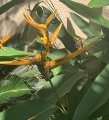 Heliconia latispatha