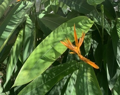 Heliconia latispatha
