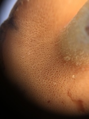 Boletus ochraceoluteus