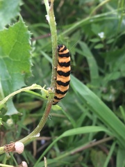 Tyria jacobaeae