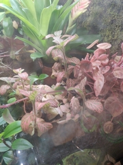 Fittonia