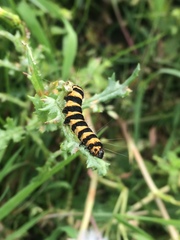 Tyria jacobaeae