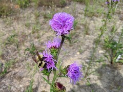 Liatris novae-angliae