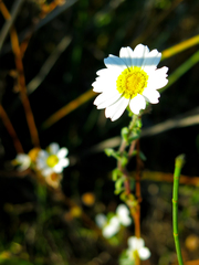 Glebionis coronaria discolor