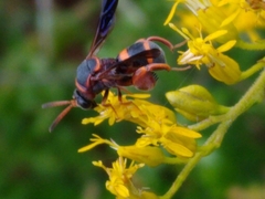 Leucospis slossonae
