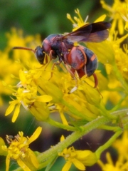 Leucospis slossonae
